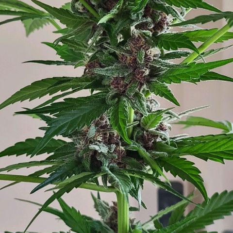 Gorilla Punch  growlog timeline photo