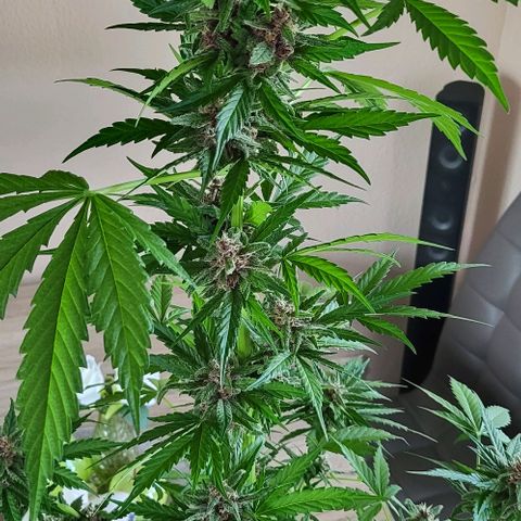 Gorilla Punch  growlog timeline photo