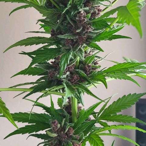 Gorilla Punch  growlog timeline photo