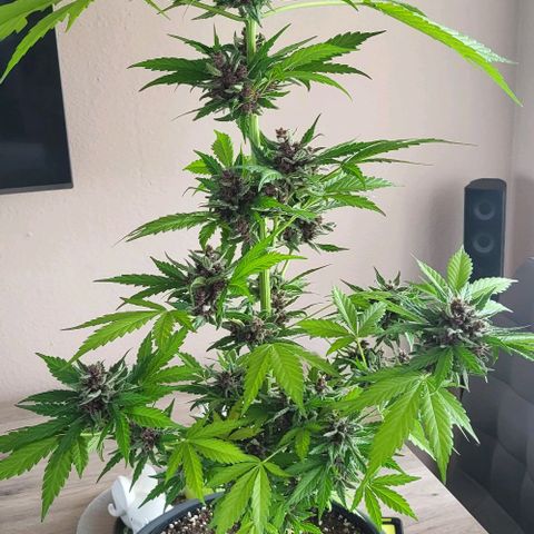 Gorilla Punch  growlog timeline photo