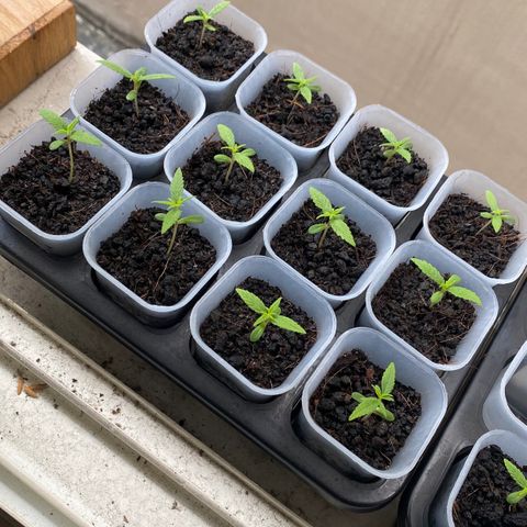 Unknown strain growlog photo: 9 days from germination