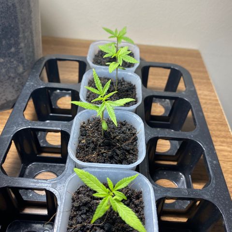 Unknown strain growlog photo: 13 days