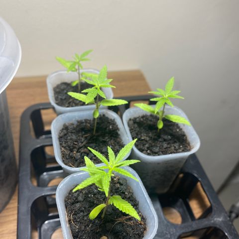 Unknown strain growlog photo: 15 days
