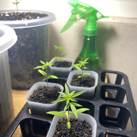 Unknown strain growlog photo: 16 days