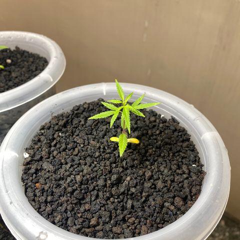 Unknown strain growlog photo: Pindah pot 13 cm