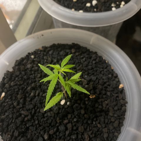 Unknown strain growlog photo: 20 days