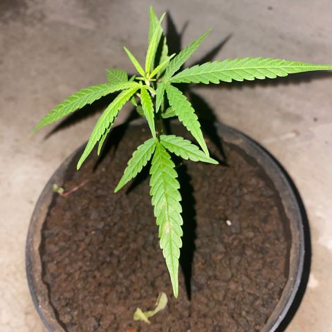 Unknown strain growlog photo: Neighbour