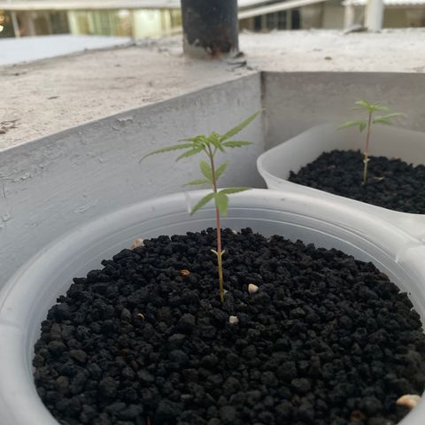 Unknown strain growlog photo: Taller