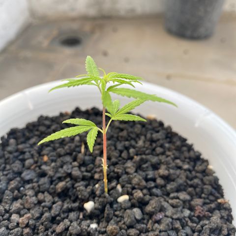Unknown strain growlog timeline photo
