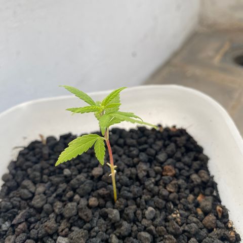Unknown strain growlog timeline photo