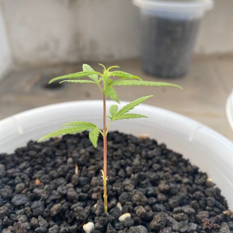 Unknown strain growlog timeline photo