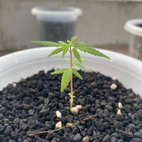 Unknown strain growlog timeline photo