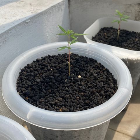 Unknown strain growlog timeline photo