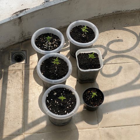 Unknown strain growlog photo: 4 weeks old