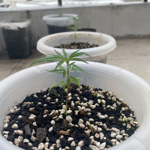 Unknown strain growlog photo: Start to grow again