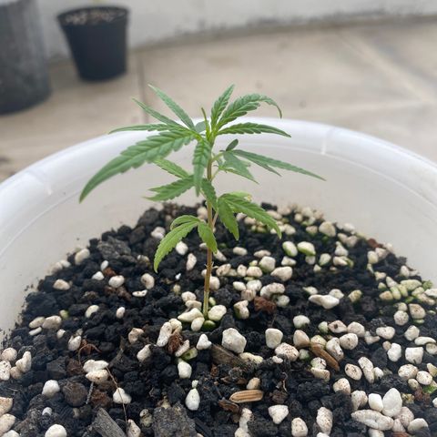 Unknown strain growlog timeline photo