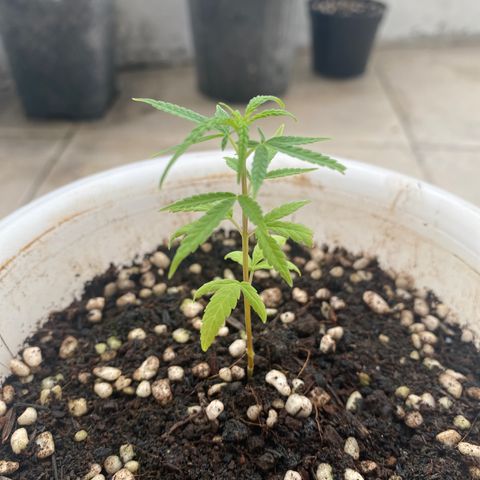 Unknown strain growlog timeline photo