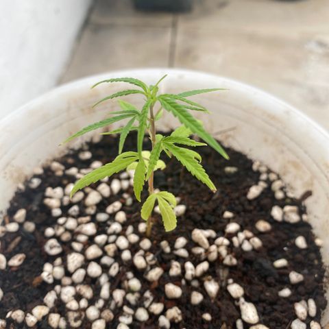 Unknown strain growlog timeline photo