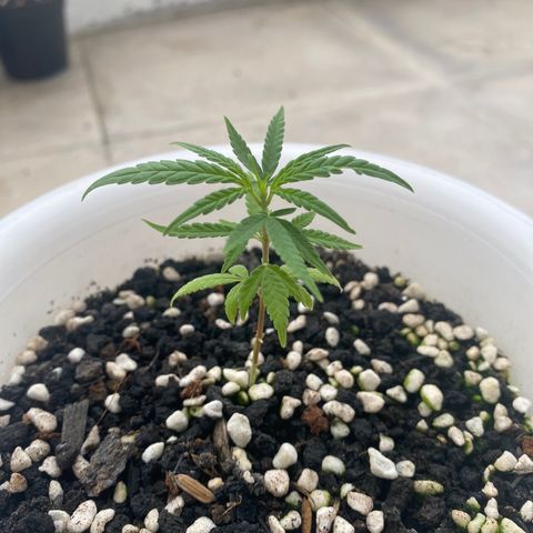 Unknown strain growlog timeline photo