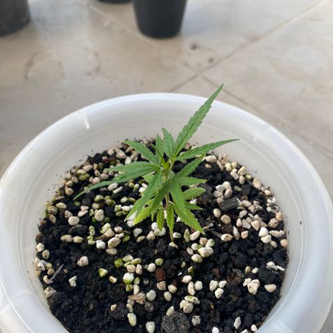 Unknown strain growlog photo: Amazing growth