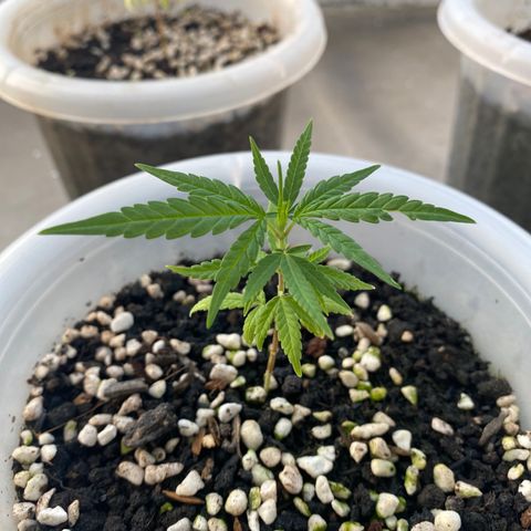 Unknown strain growlog photo: 👍👍👍