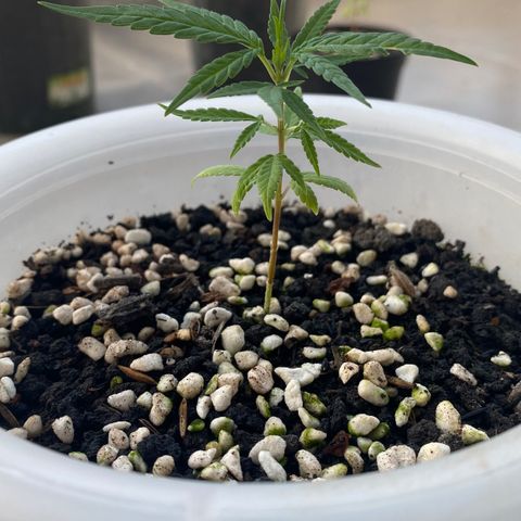 Unknown strain growlog timeline photo