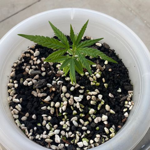 Unknown strain growlog timeline photo