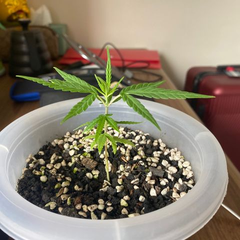 Unknown strain growlog timeline photo