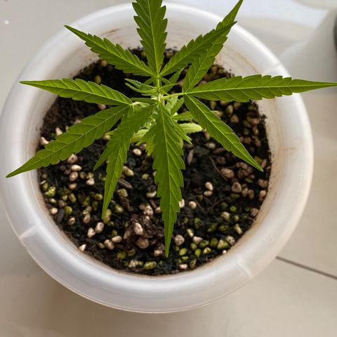 Unknown strain growlog timeline photo