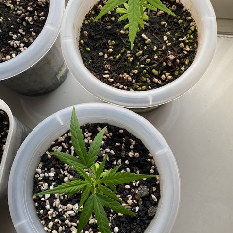 Unknown strain growlog timeline photo