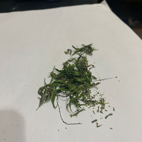 Unknown strain growlog timeline photo
