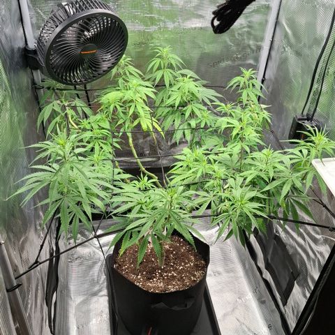 Runtz growlog timeline photo
