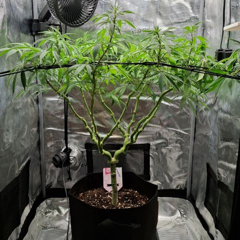 Runtz growlog timeline photo