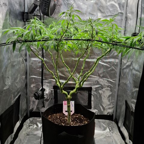 Runtz growlog timeline photo