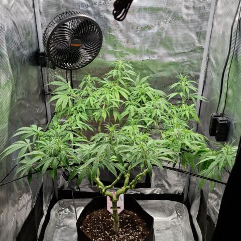Runtz growlog timeline photo