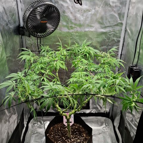 Runtz growlog timeline photo