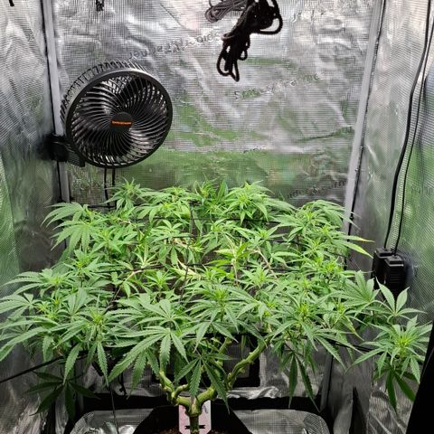 Runtz growlog timeline photo