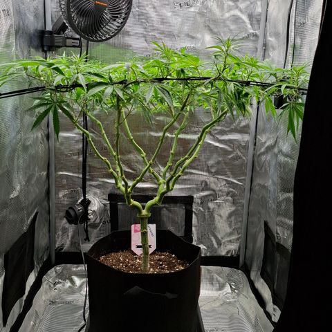 Runtz growlog timeline photo