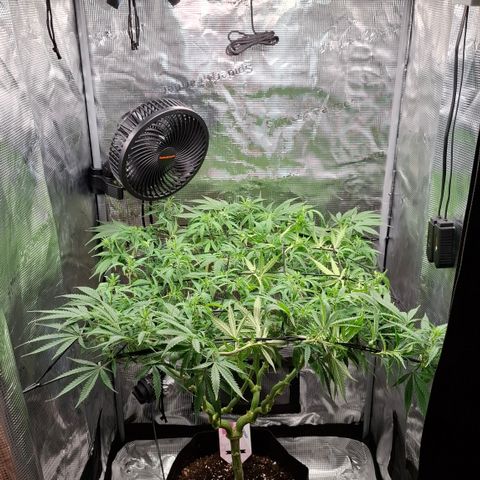 Runtz growlog timeline photo