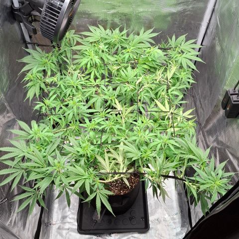 Runtz growlog timeline photo