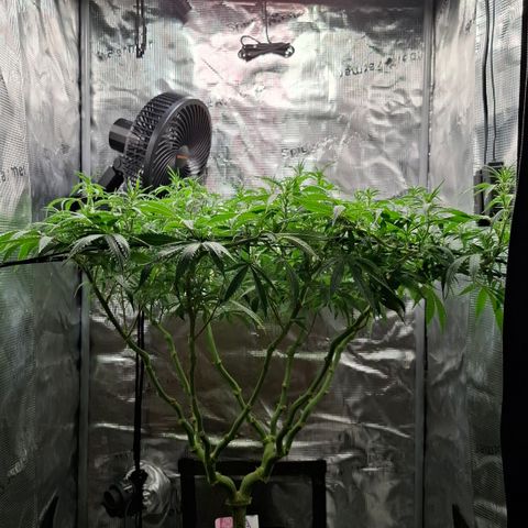 Runtz growlog timeline photo