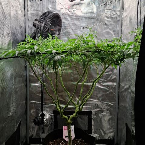 Runtz growlog timeline photo