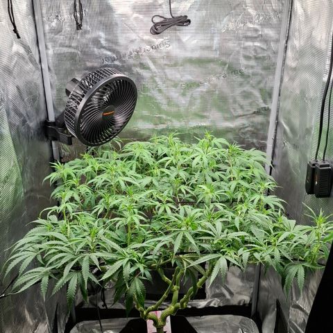 Runtz growlog timeline photo