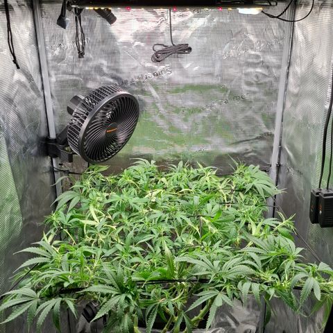 Runtz growlog timeline photo