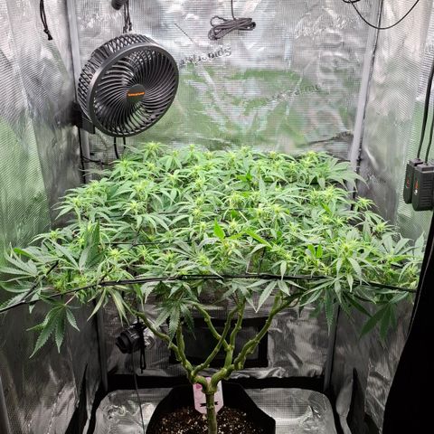 Runtz growlog timeline photo