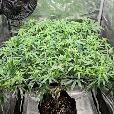 Runtz growlog timeline photo