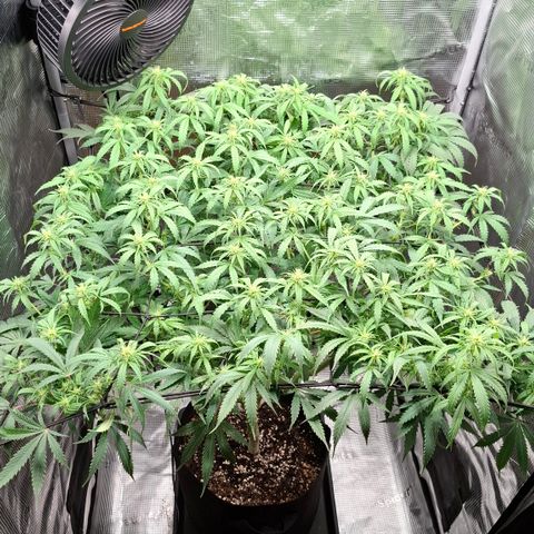 Runtz growlog timeline photo