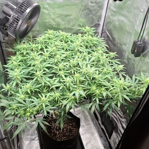 Runtz growlog timeline photo