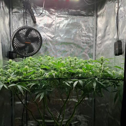 Runtz growlog timeline photo