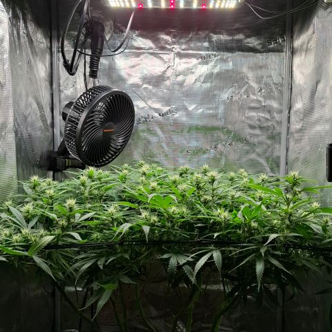 Runtz growlog timeline photo